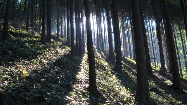 dubovec